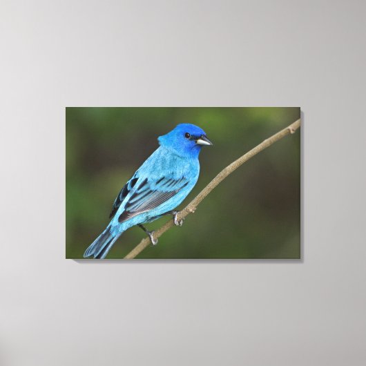 アメリカ、テキサス州、サウスパドレアイランド キャンバスプリント (正面)