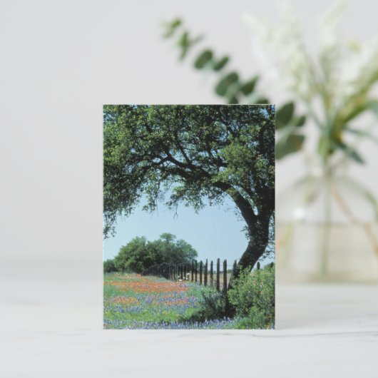 アメリカ、テキサス州、テキサス州ヒルカントリーペイントブラシと ポストカード (スタンド正面)