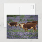 アメリカ、テキサス州、テキサス州・ヒル・カントリー、ヘレフォード ポストカード (正面/裏面)