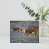 アメリカ、テキサス州、テキサス州・ヒル・カントリー、ヘレフォード ポストカード (スタンド正面)