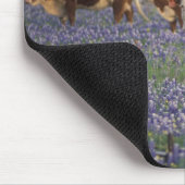 アメリカ、テキサス州、テキサス州・ヒル・カントリー、ヘレフォード マウスパッド (コーナー)