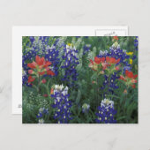 アメリカ、テキサス州・ヒル・カントリー。Bluebonnetsおよび ポストカード (正面/裏面)