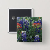 アメリカ、テキサス州·ヒル·カントリー。Bluebonnetsと 缶バッジ (正面&裏面)