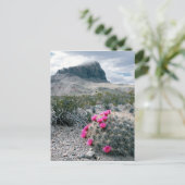 アメリカ、テキサス州、ビッグベンド国立公園。咲く ポストカード (スタンド正面)