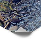 アメリカ、テキサス州、ビッグベンドNP。砂色のピンクの夕暮れ ポスター (角)