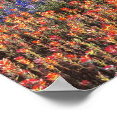 アメリカ、テキサス州、ラノ。BluebonnetsとRedbonnets ポスター (角)