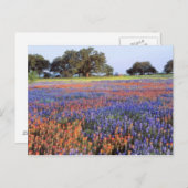 アメリカ、テキサス州、ラノ。BluebonnetsとRedbonnets ポストカード (正面/裏面)