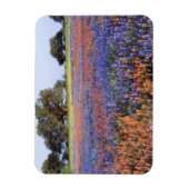 アメリカ、テキサス州、ラノ。BluebonnetsとRedbonnets マグネット (縦)