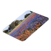 アメリカ、テキサス州、ラノ。BluebonnetsとRedbonnets マグネット (左側)