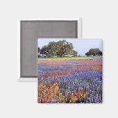 アメリカ、テキサス州、ラノ。BluebonnetsとRedbonnets マグネット (正面/裏面)