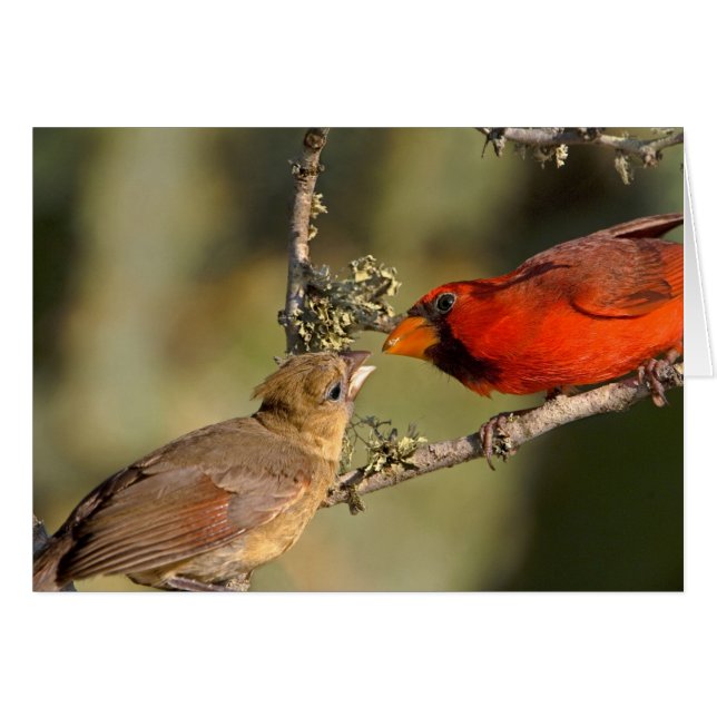 アメリカ、テキサス州、リオグランデバレー、マカレン。マート (正面横)