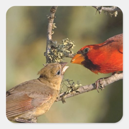 アメリカ、テキサス州、リオグランデバレー、マカレン。マート スクエアシール (正面)