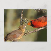 アメリカ、テキサス州、リオグランデバレー、マカレン。マート ポストカード (正面)