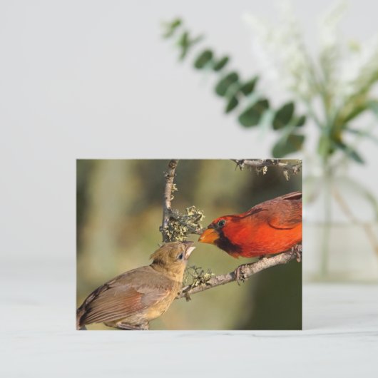 アメリカ、テキサス州、リオグランデバレー、マカレン。マート ポストカード (スタンド正面)