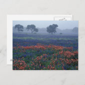 アメリカ,テキサス州,リトル霧の近く,オーク,青いボンネット ポストカード (正面/裏面)