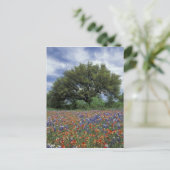 アメリカ,テキサス州,大理石秋ペイントブラシと ポストカード (スタンド正面)