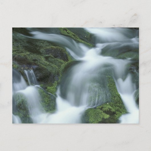 アメリカ、テネシー素晴らし州、スモークマウンテンNP。 ポストカード (正面)