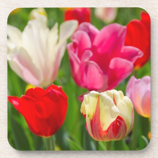 アメリカ、テネシー、ナッシュビル コースター (正面)