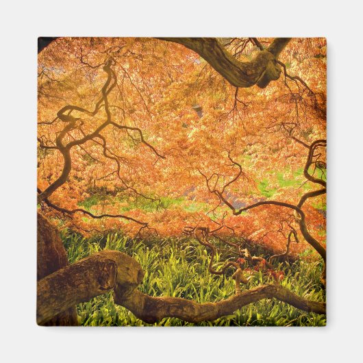 アメリカ、デラウェア、ウィルミントン。カエデ日本の マグネット (正面)