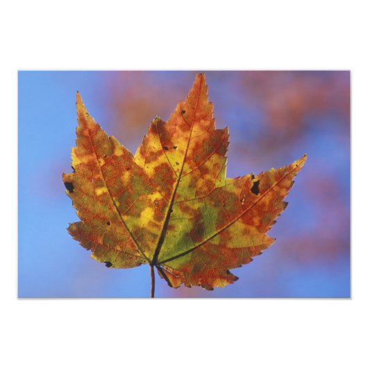 アメリカ、ニューハンプシャー、ホワイトマウンテン、フランコニア フォトプリント            (正面)