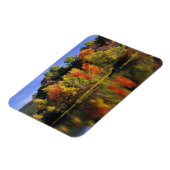 アメリカ、ニューハンプシャー、モールトンボロー。木々が入る マグネット (左側)