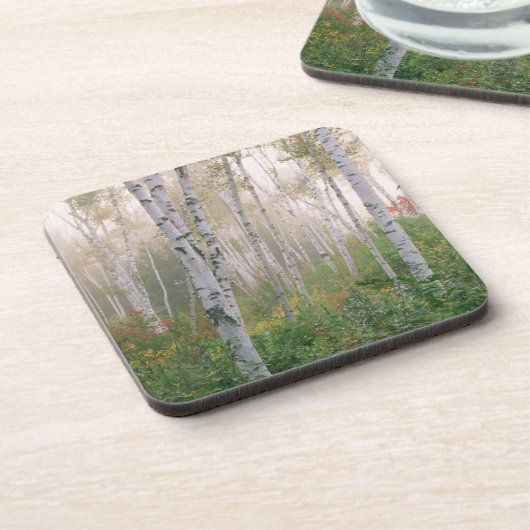アメリカ、ニューハンプシャー。樺の木の霧を晴らす木 コースター (左側)