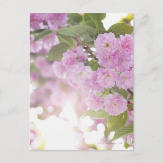 アメリカ、ニューヨーク州、ニューヨーク、クローズアップ ポストカード (正面)