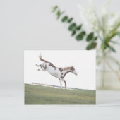 アメリカ, ニューヨーク州, ハドソン, 馬の跳躍 ポストカード (スタンド正面)