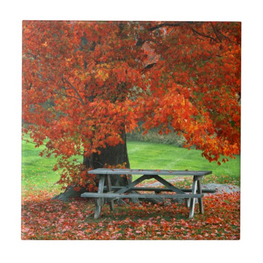 アメリカ、ニューヨーク、ウエストパーク。メープル下のベンチ タイル (正面)