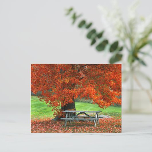 アメリカ、ニューヨーク、ウエストパーク。メープル下のベンチ ポストカード (スタンド正面)