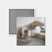 アメリカ、ニューヨーク、ニューヨーク、ブルックリン、コックポー マグネット (正面/裏面)