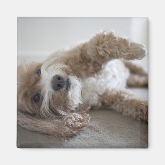 アメリカ、ニューヨーク、ニューヨーク、ブルックリン、コックポー マグネット (正面)