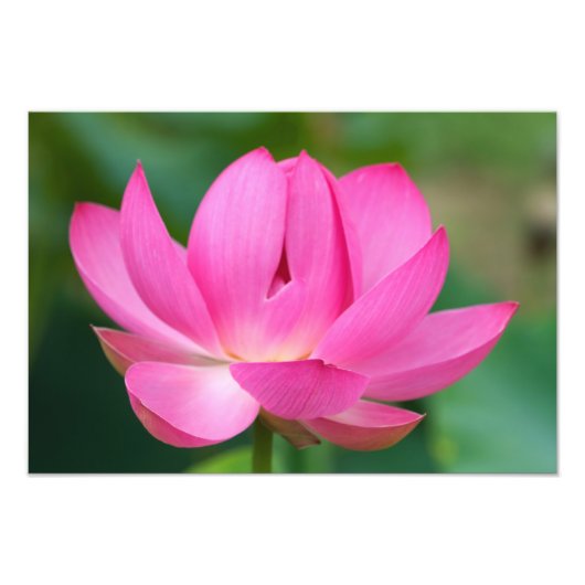 アメリカ; ノースカロライナ州; 蓮の花 フォトプリント            (正面)
