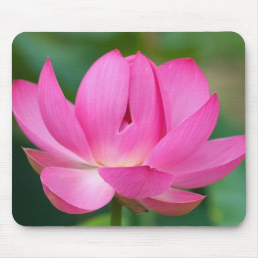 アメリカ; ノースカロライナ州; 蓮の花 マウスパッド (正面)