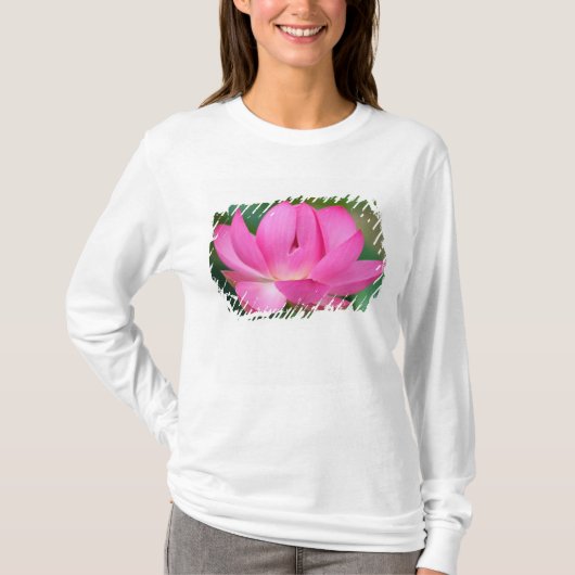 アメリカ; ノースカロライナ州; 蓮の花 Tシャツ (正面)