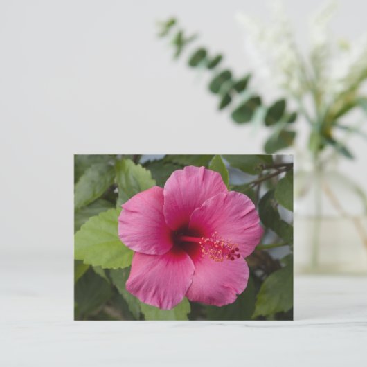 アメリカ、ハワイ、オアフ。ハイビスカスは2つ ポストカード (スタンド正面)