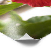 アメリカ、ハワイ、オアフ。ハイビスカスは フォトプリント            (角)