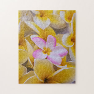 アメリカ，ハワイ，オアフ，プルメリアの花開花1 ジグソーパズル