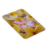 アメリカ，ハワイ，オアフ，プルメリアの花開花1 マグネット (右側)