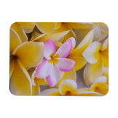 アメリカ，ハワイ，オアフ，プルメリアの花開花1 マグネット (横)