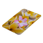 アメリカ，ハワイ，オアフ，プルメリアの花開花1 マグネット (左側)