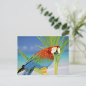 アメリカ、ハワイ。オウム ポストカード (スタンド正面)