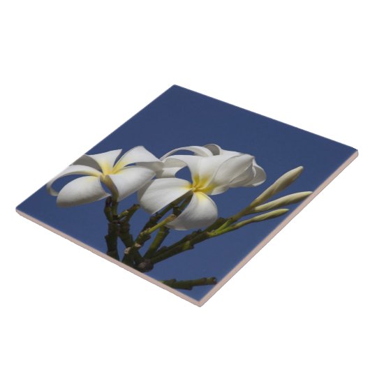 アメリカ、ハワイ、カウアイ、ホワイトプルメリア。 タイル (側面)