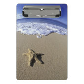 アメリカ,ハワイ,マウイ,マケナビーチ,ヒトデ ミニクリップボード (正面)