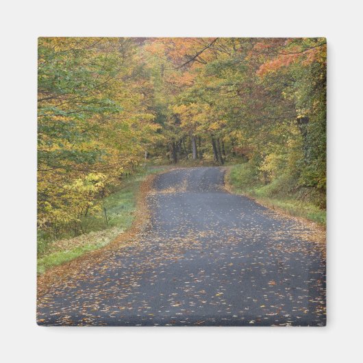 アメリカ、バーモント州南部、路傍の紅葉 マグネット (正面)