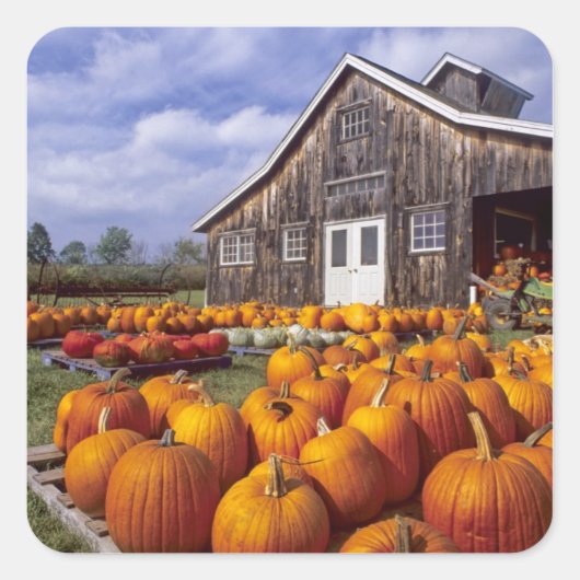 アメリカ、バーモント、シェルボーン、カボチャ スクエアシール (正面)