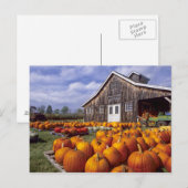 アメリカ、バーモント、シェルボーン、カボチャ ポストカード (正面/裏面)
