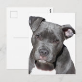 アメリカ・ピット・ブル・テリア ポストカード (正面/裏面)