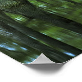 アメリカ，フロリダ州，アパラチコラ国立森林，はげ ポスター (角)