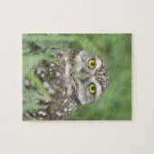 アメリカ，フロリダ州，サンゴ岬，穴あきフクロウ（アテーネ） ジグソーパズル (横)